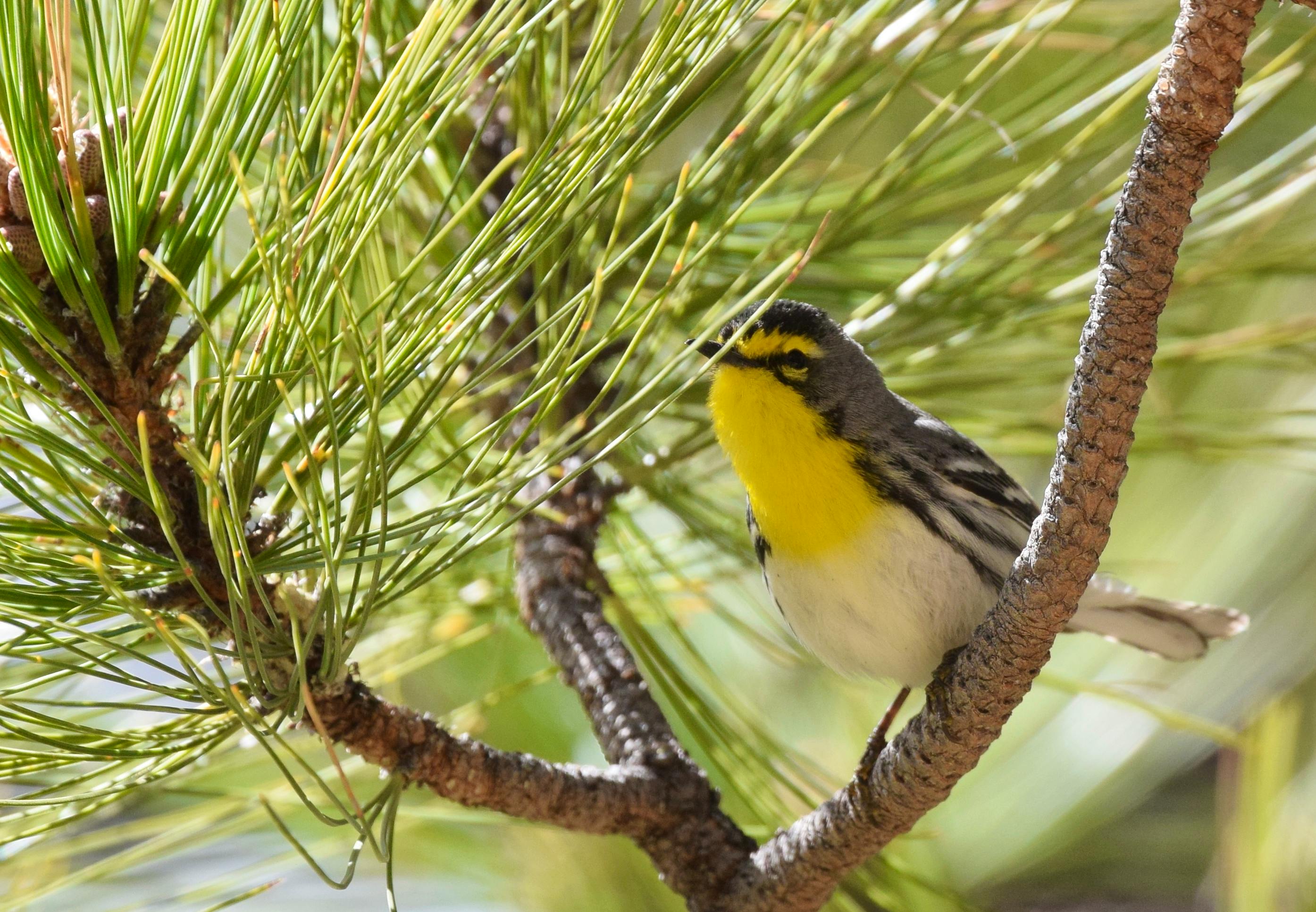 2017.03.31 - Grace's Warbler - Arizona - Andy Reago & Chrissy McClarren